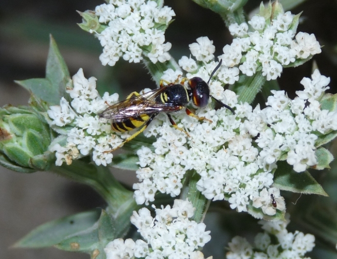 Philanthus triangulum e Philanthus venustus (Crabronidae)